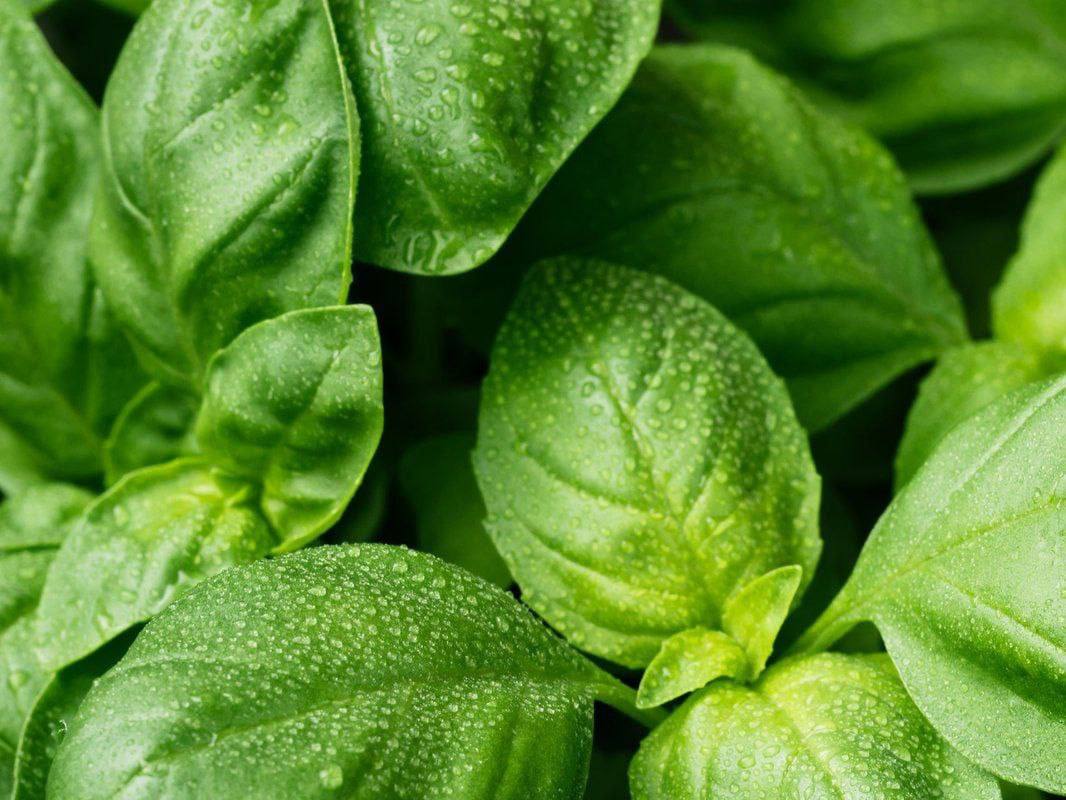 Fűszernövények ételek elkészítéséhez